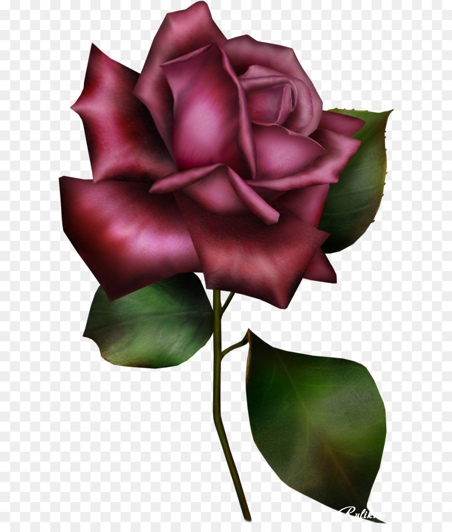 Rosa，Vermelho PNG