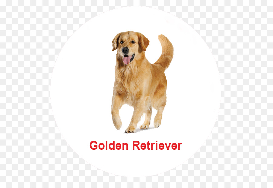 Golden Retriever，Poodle PNG