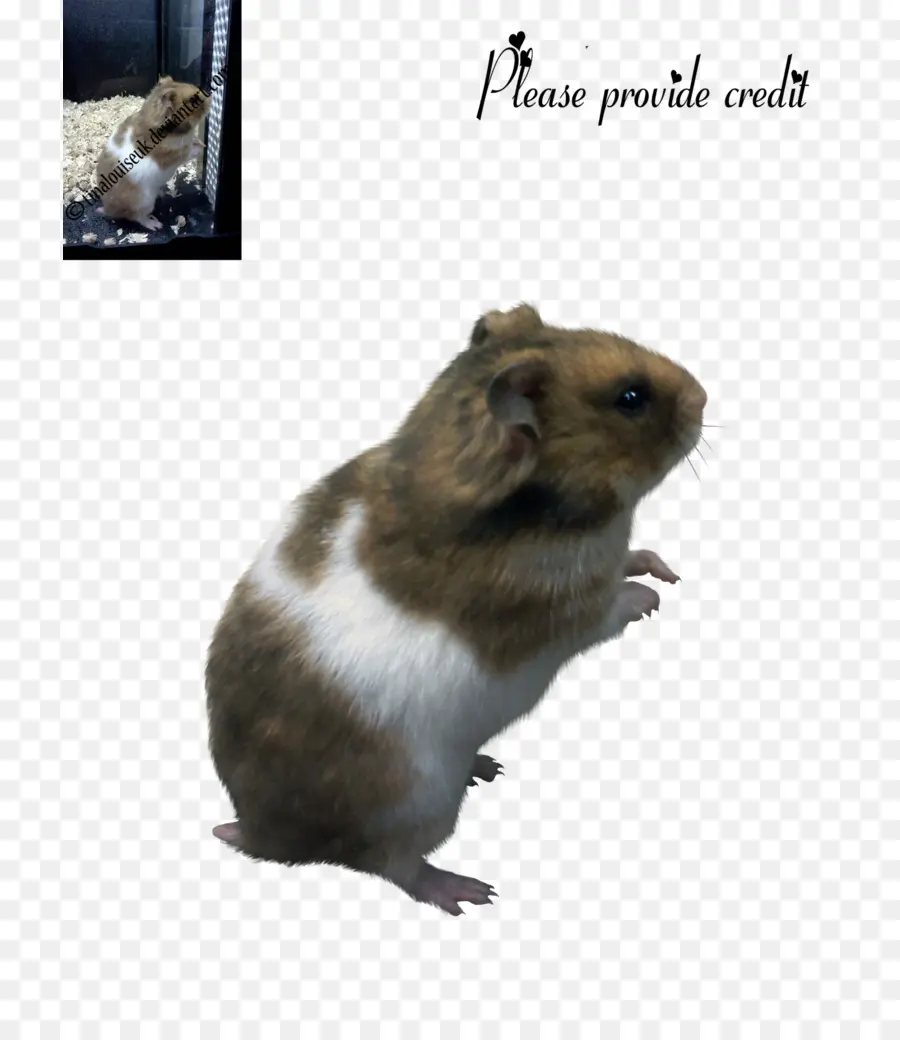 Hamster Em Pé，Bicho De Estimação PNG