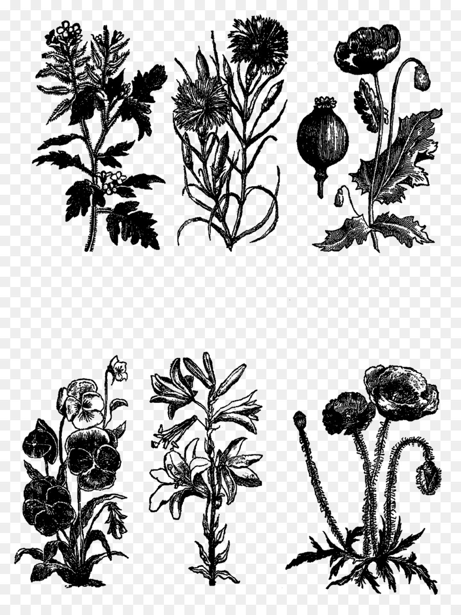 Preto E Branco，Plantas Lenhosas PNG