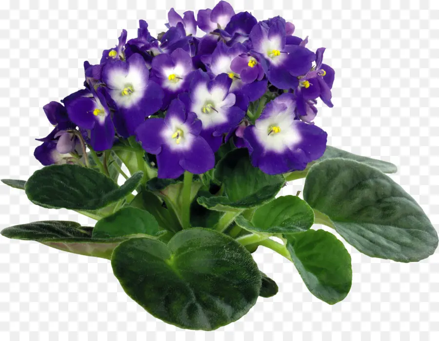 Viola Tricolor，Planta De Casa PNG