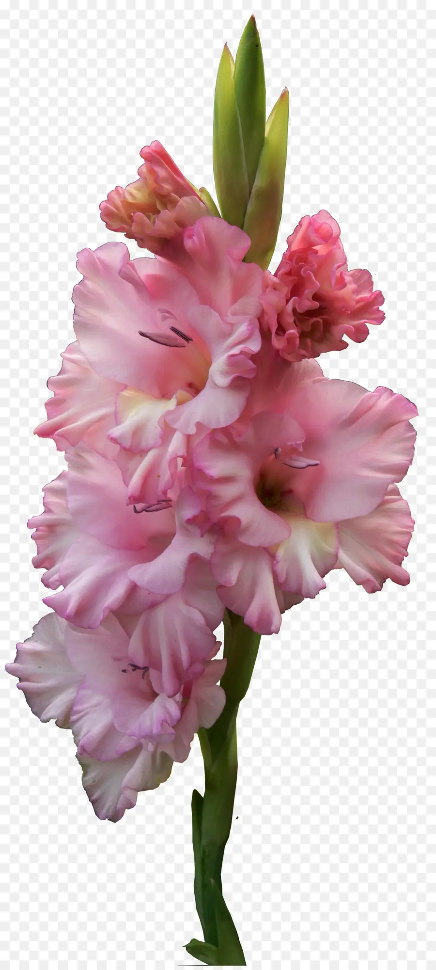 Flor，Gladiolus Murielae PNG