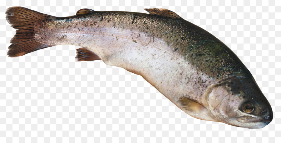 Peixe，Truta PNG