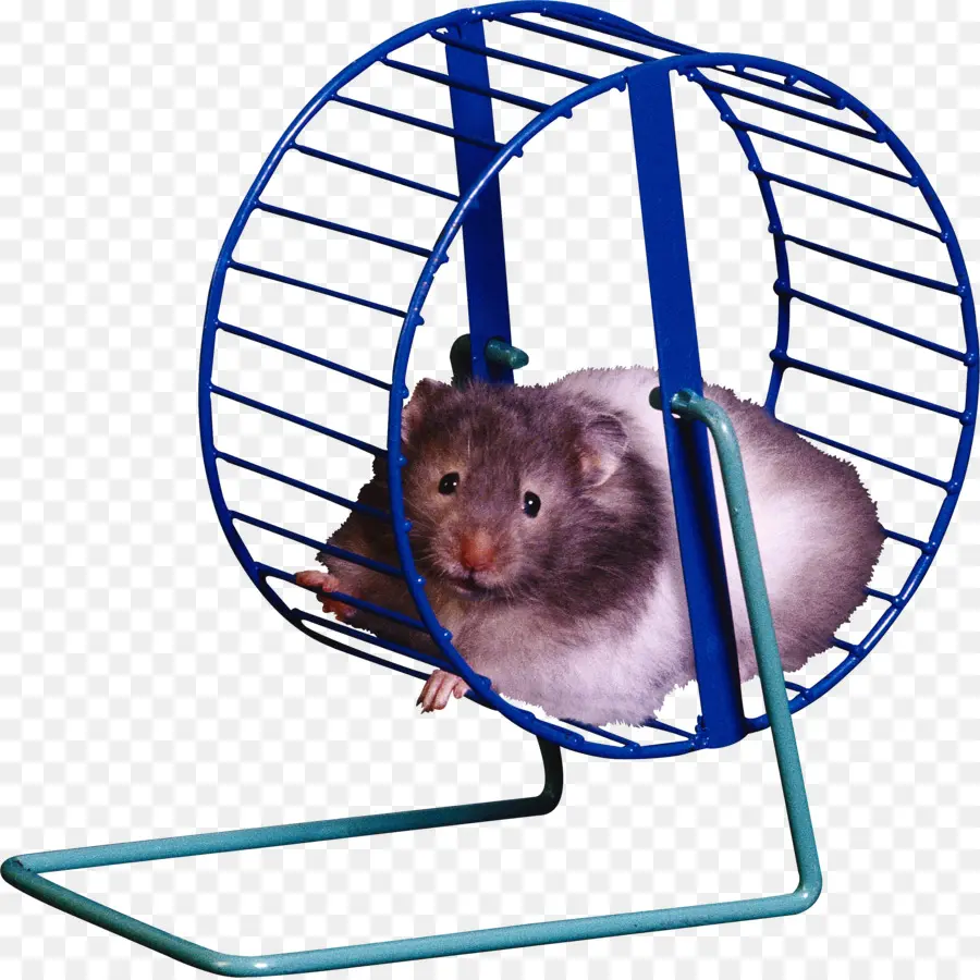 Hamster，Roda De Hamster PNG