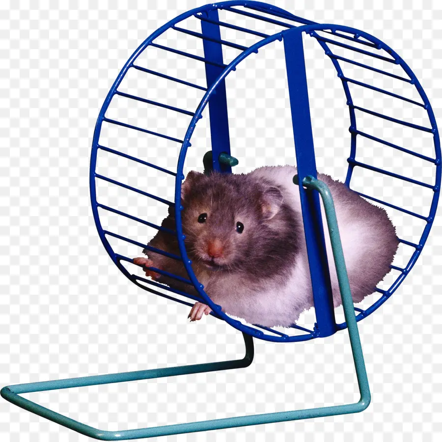 Roda De Hamster，Exercício PNG