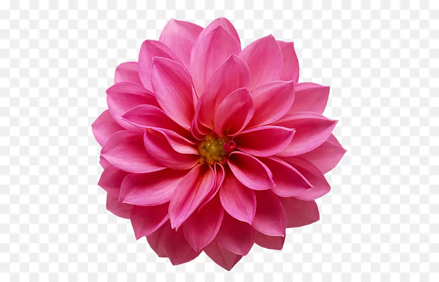 Flor Rosa，Florescer PNG