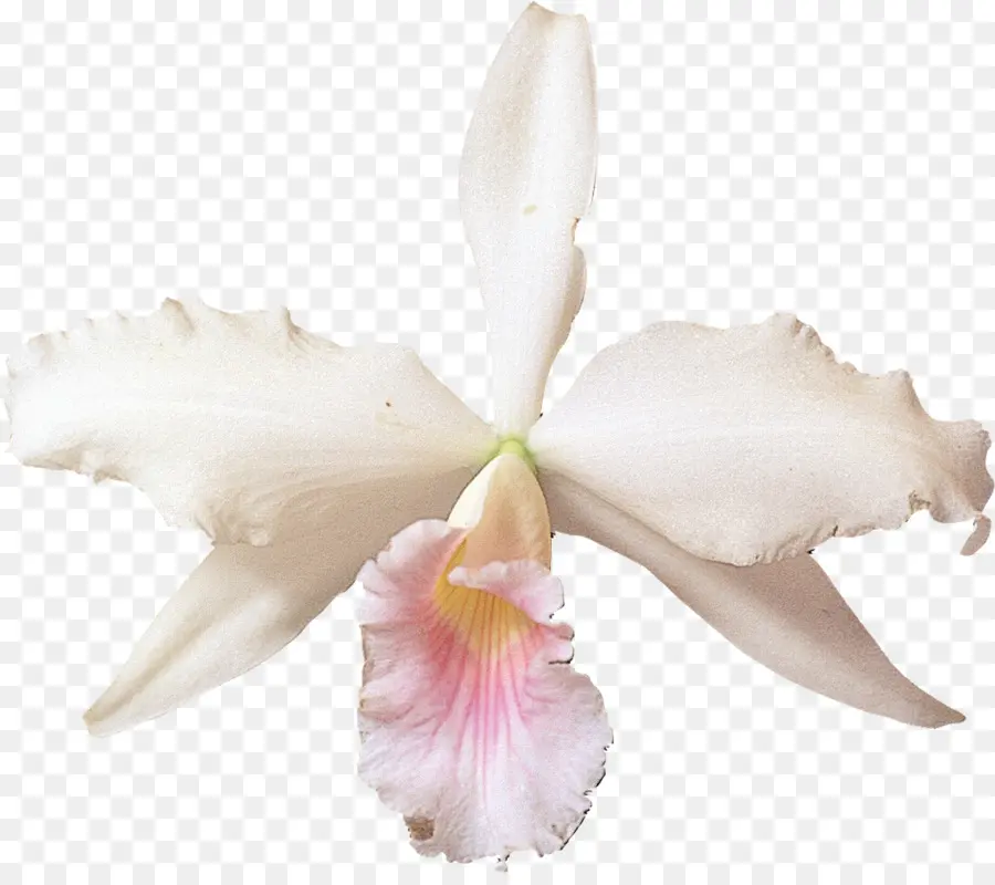 Cattleya Labiata，Orquídeas PNG