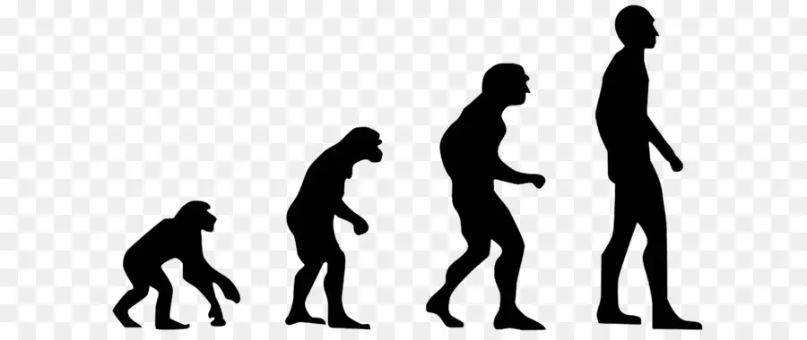 O Homo Sapiens，Evolução De 20 Quebrar O Impasse Entre Darwin E Design PNG