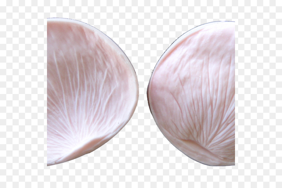 Seashell，Veneroida PNG