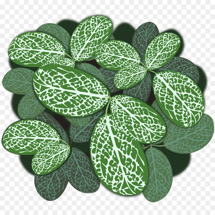 Folhas De Plantas，Folha PNG