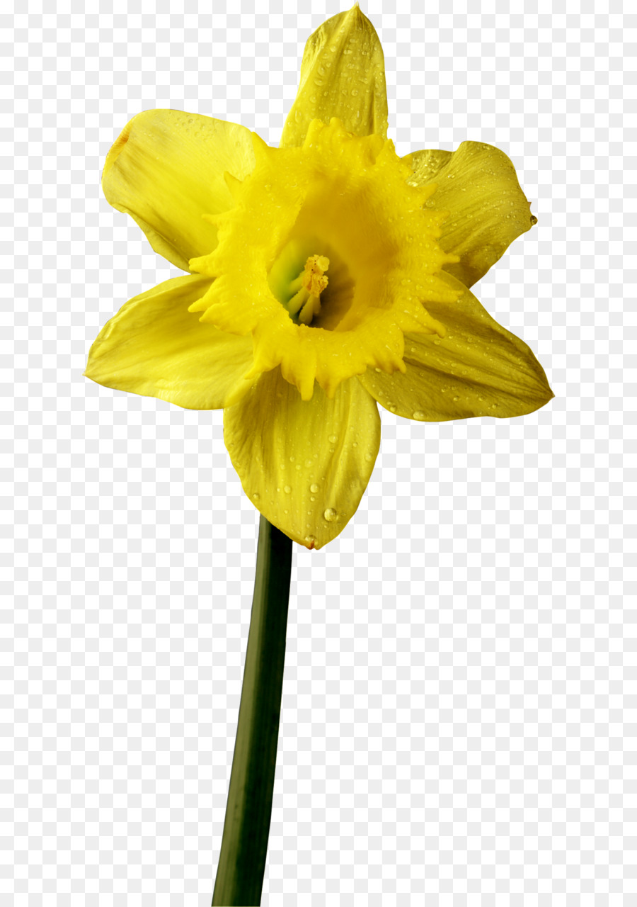 Flor，Narciso PNG