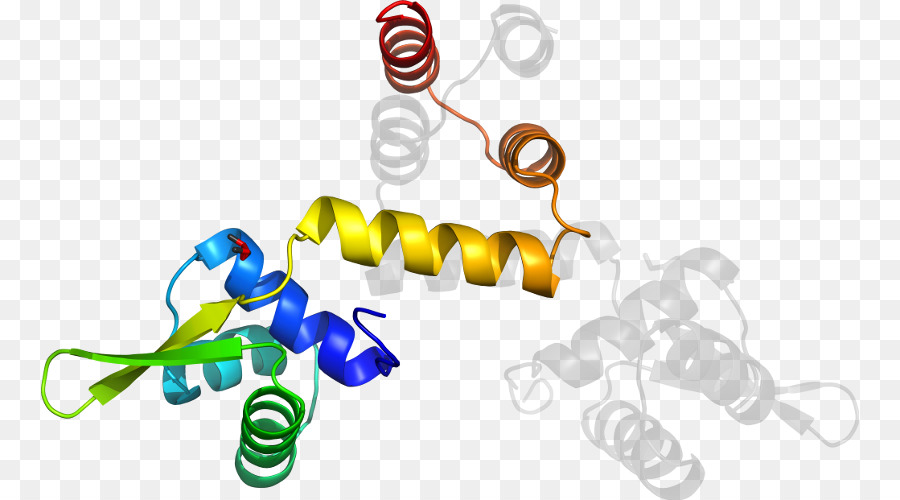 Hélice De Proteína，Molécula PNG