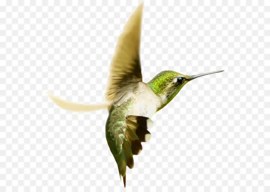 Colibri，Vôo PNG