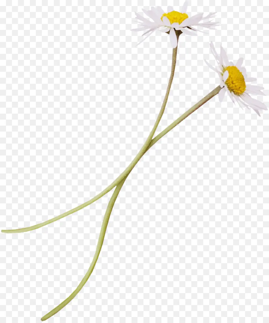 Flor，Download PNG