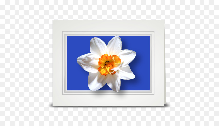 Flor，Narciso PNG