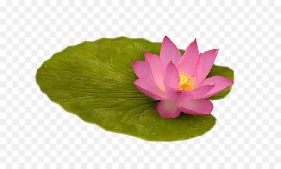 Lótus Branco，Flor PNG