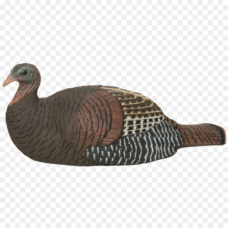 Frango，A Turquia PNG