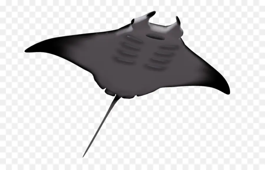 Gigante Oceânica Manta Ray，Batoidea PNG