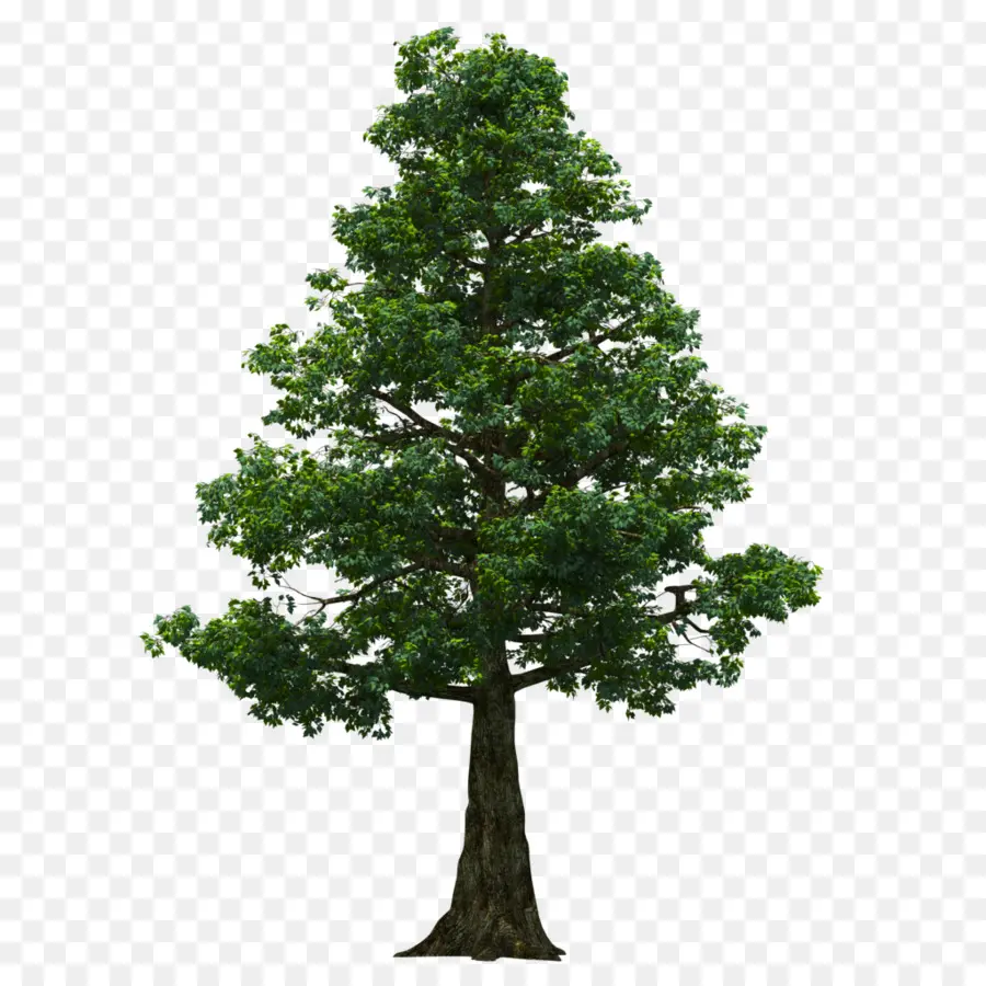 árvore，Photoscape PNG