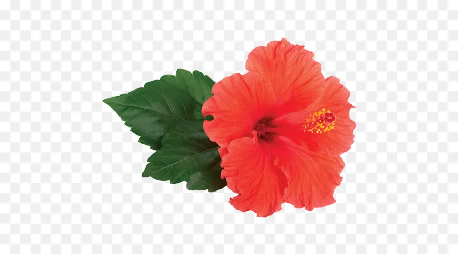 Hibisco Vermelho，Florescer PNG