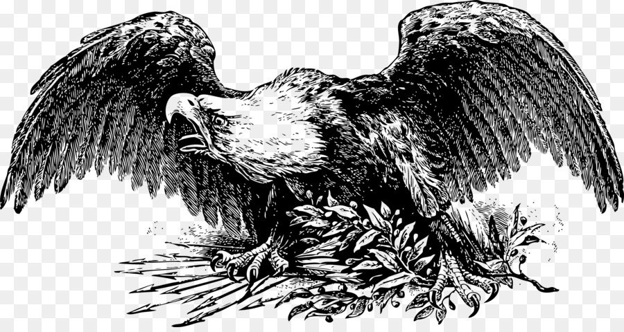 Guerra águia，Desenho PNG