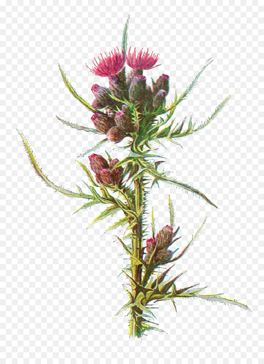 Cardo，Flor PNG