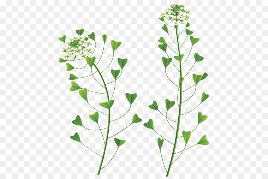 Plantas，Verde PNG