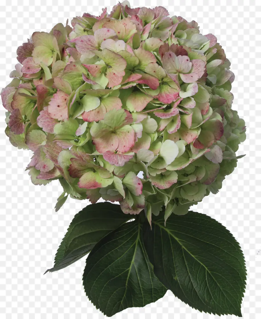 Hortênsia，Flores De Corte PNG