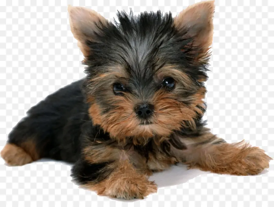 Yorkshire Terrier，Yorkshire PNG