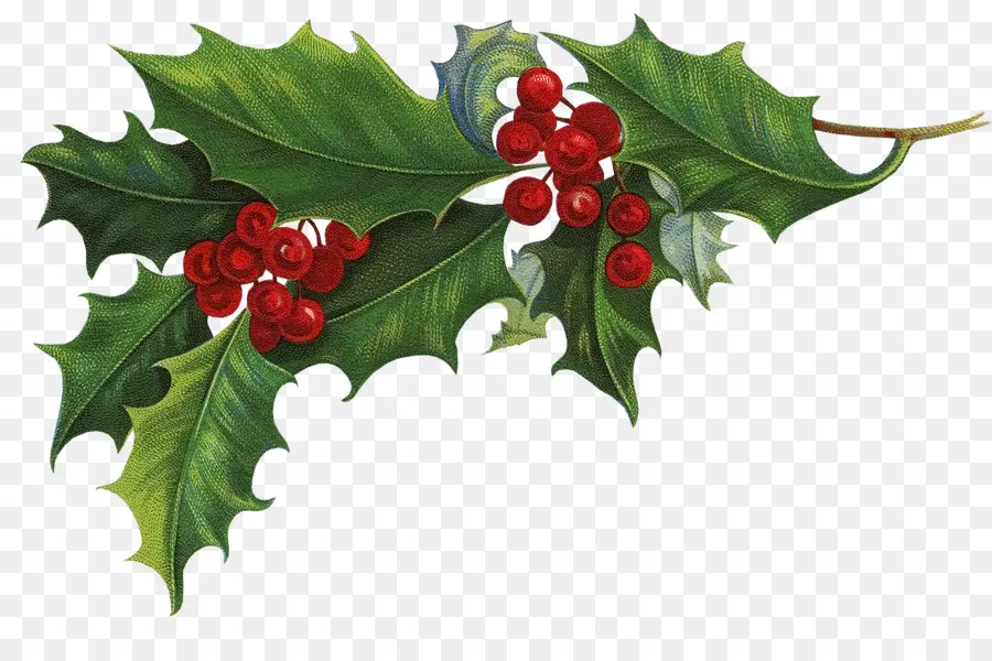 Holly Crenata，Comum Holly PNG