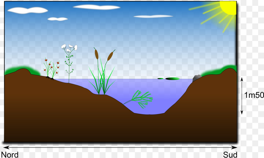 Seção Transversal Da Lagoa，Água PNG