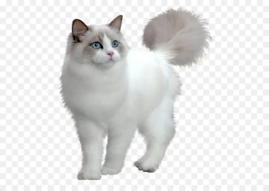 Ragdoll，Maine Coon PNG