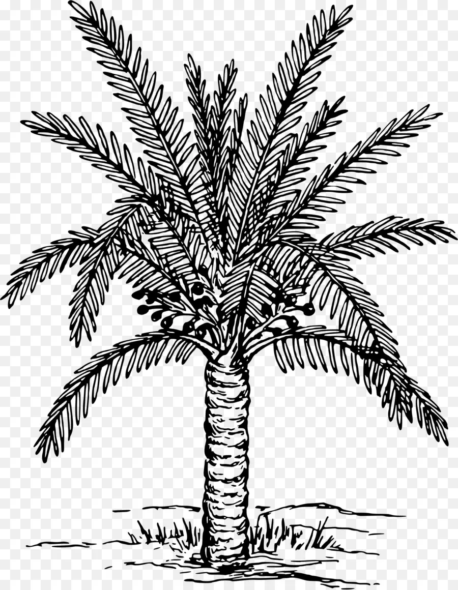 Metroxylon Sagu，Arecaceae PNG