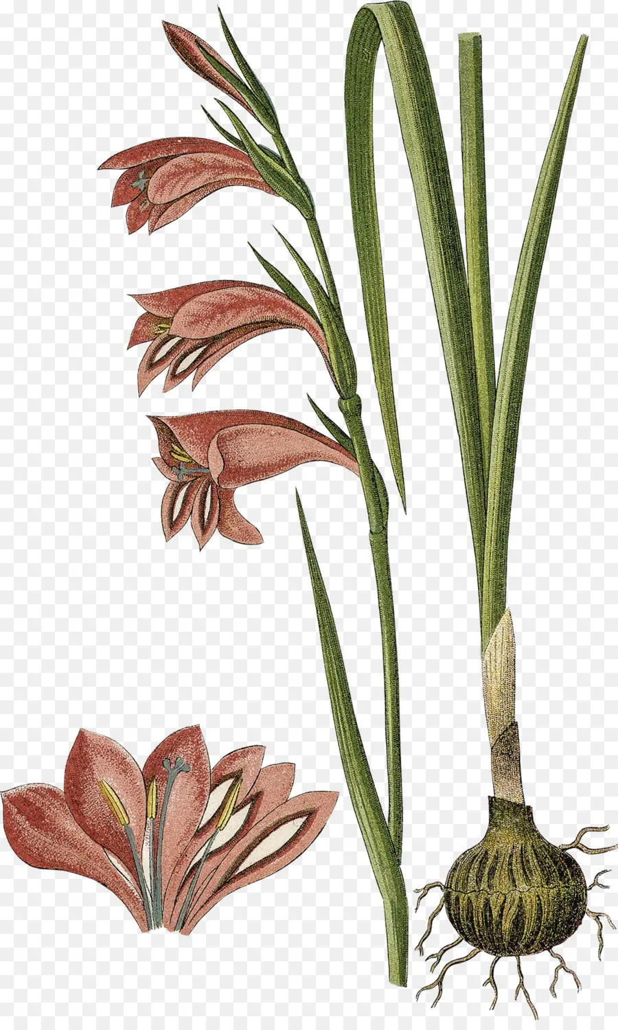 Gladiolus Palustris，Lâmpada PNG