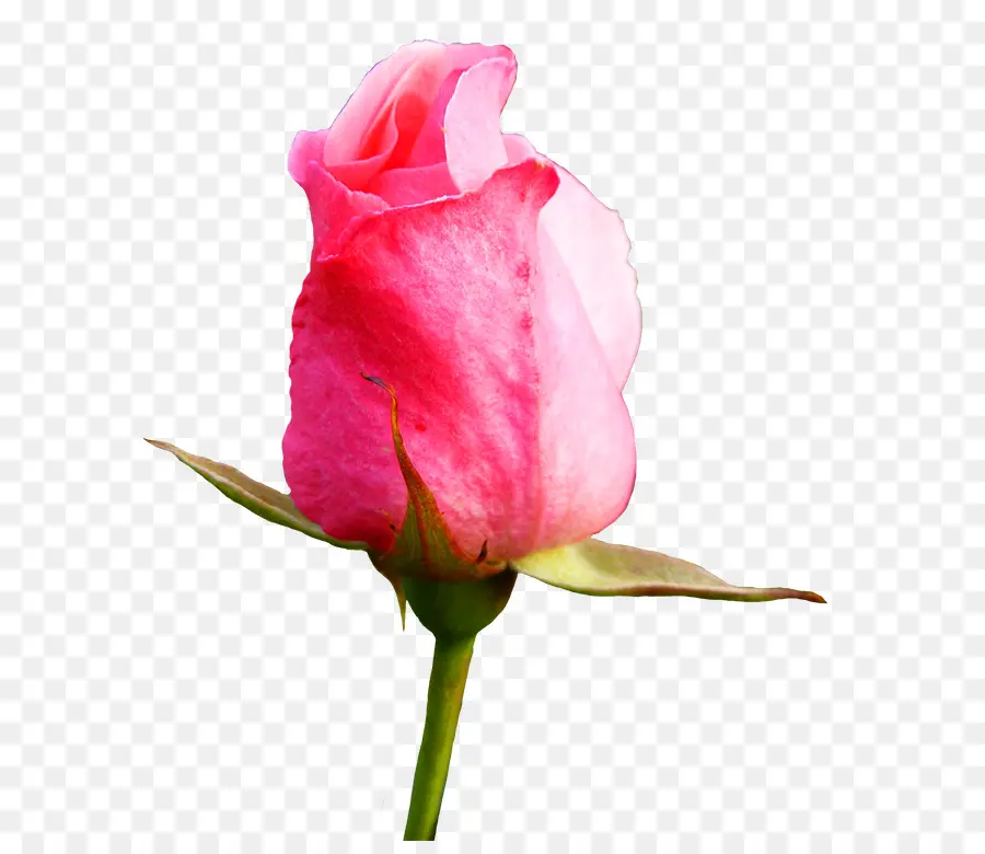 Rosa Vermelha，Florescer PNG