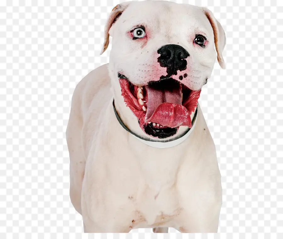 Cachorro Branco，Bicho De Estimação PNG