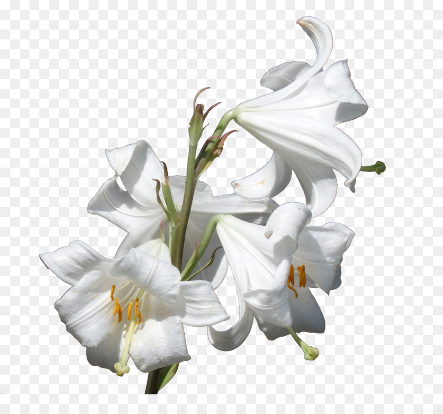 Flor, Planta, Lilium Candidum png transparente grátis