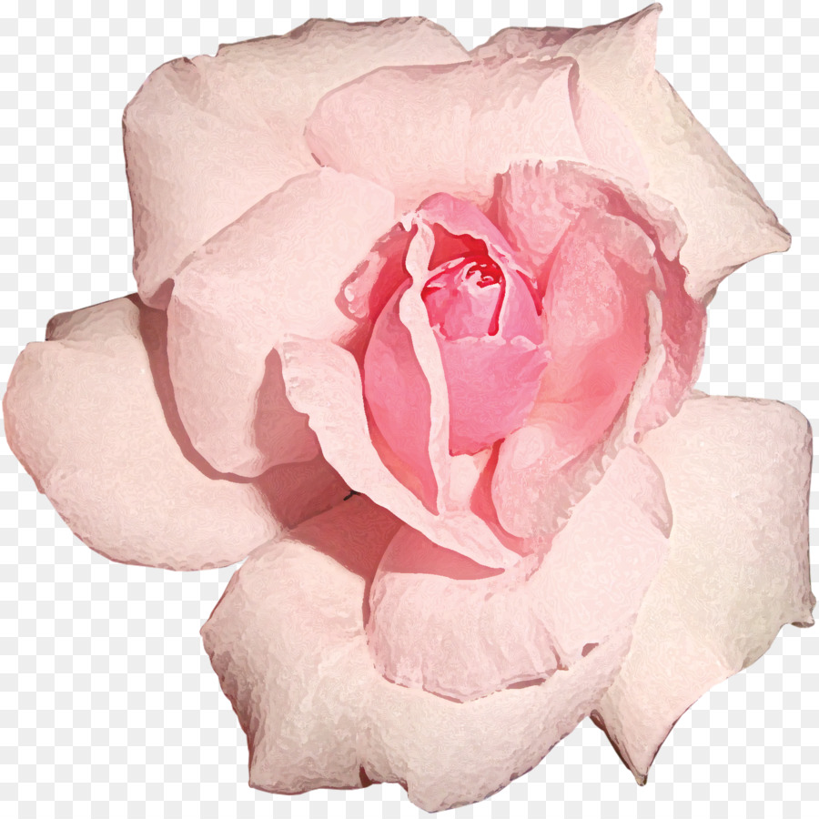 Rosa Preta E Branca，Rosa PNG