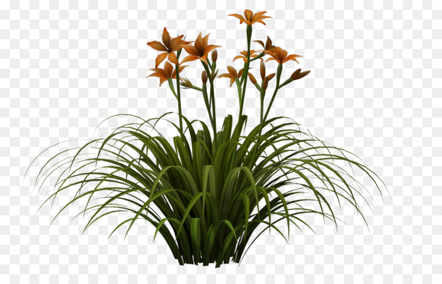 Planta Com Flores，Flores PNG