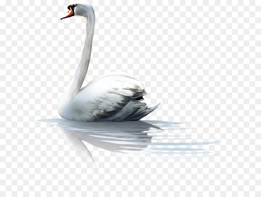 Cisne，Branco PNG