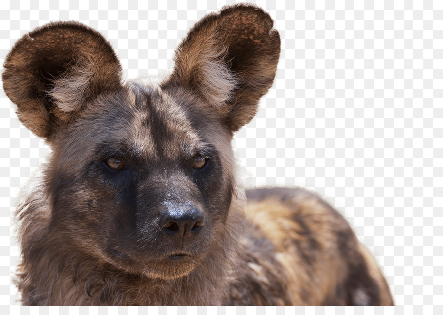 Cachorro Selvagem，Ouvidos PNG