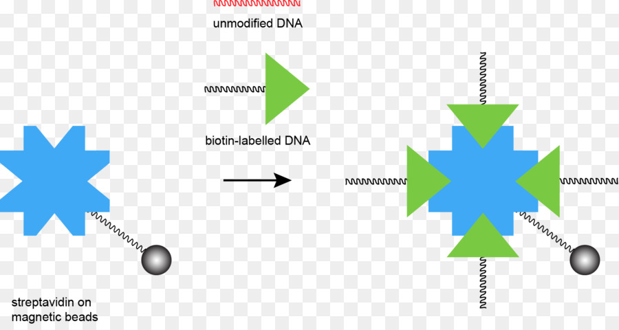 Estreptavidina，Dna PNG