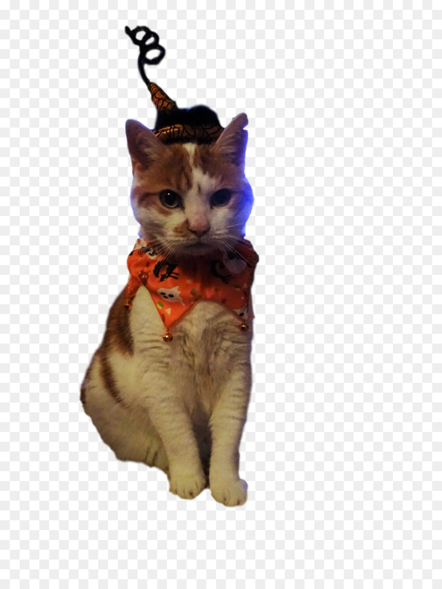 Gato，Bigodes PNG