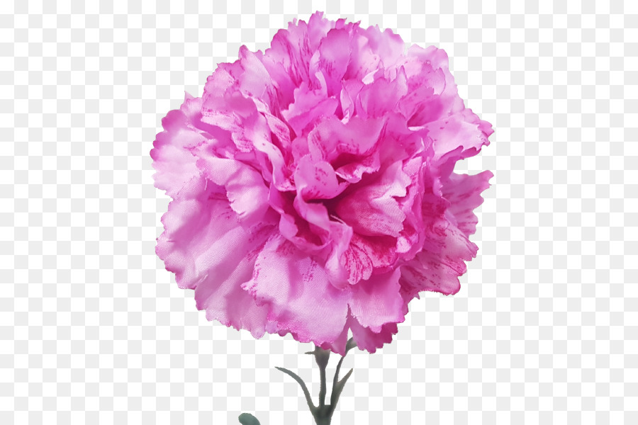 Cravo Rosa，Florescer PNG