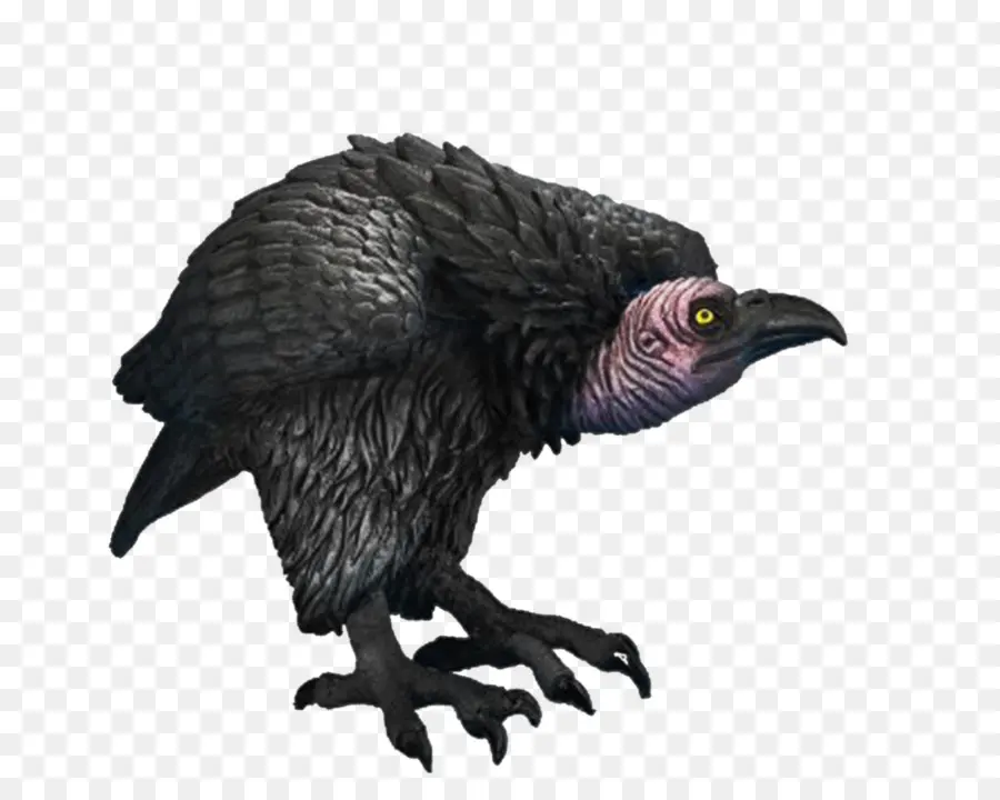 Aves，Urubu PNG