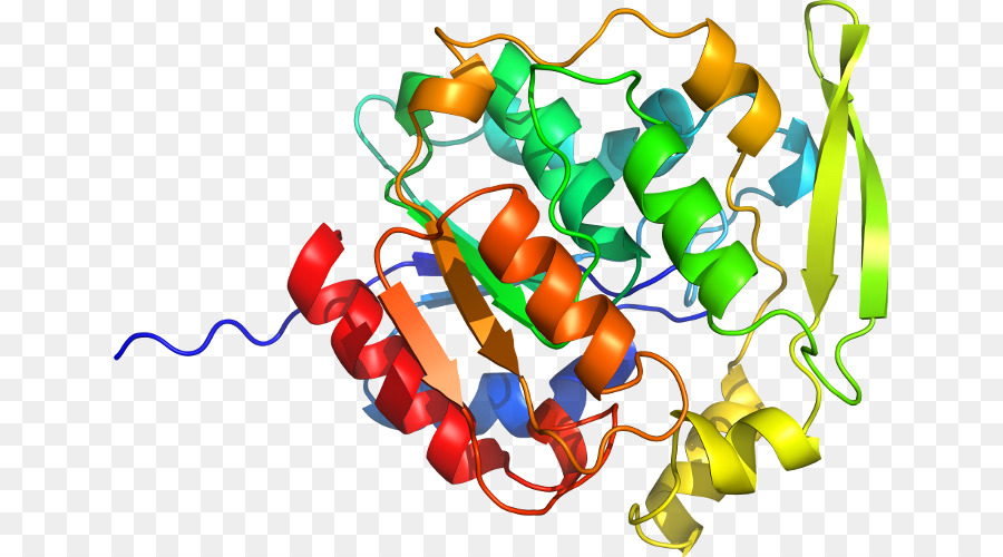 Estrutura Proteica Colorida，Proteína PNG