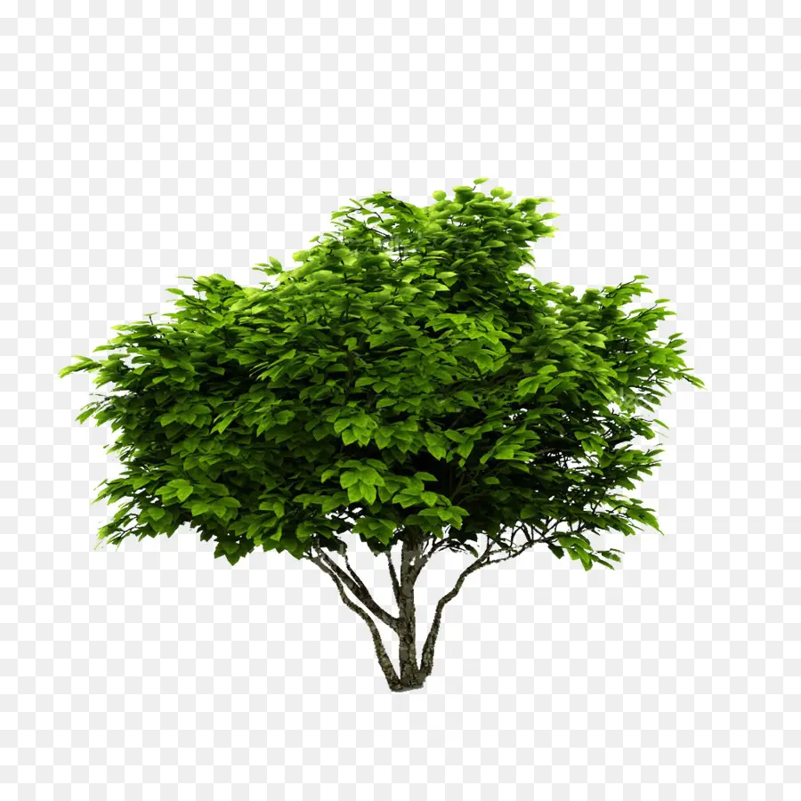 árvore，Arbusto PNG