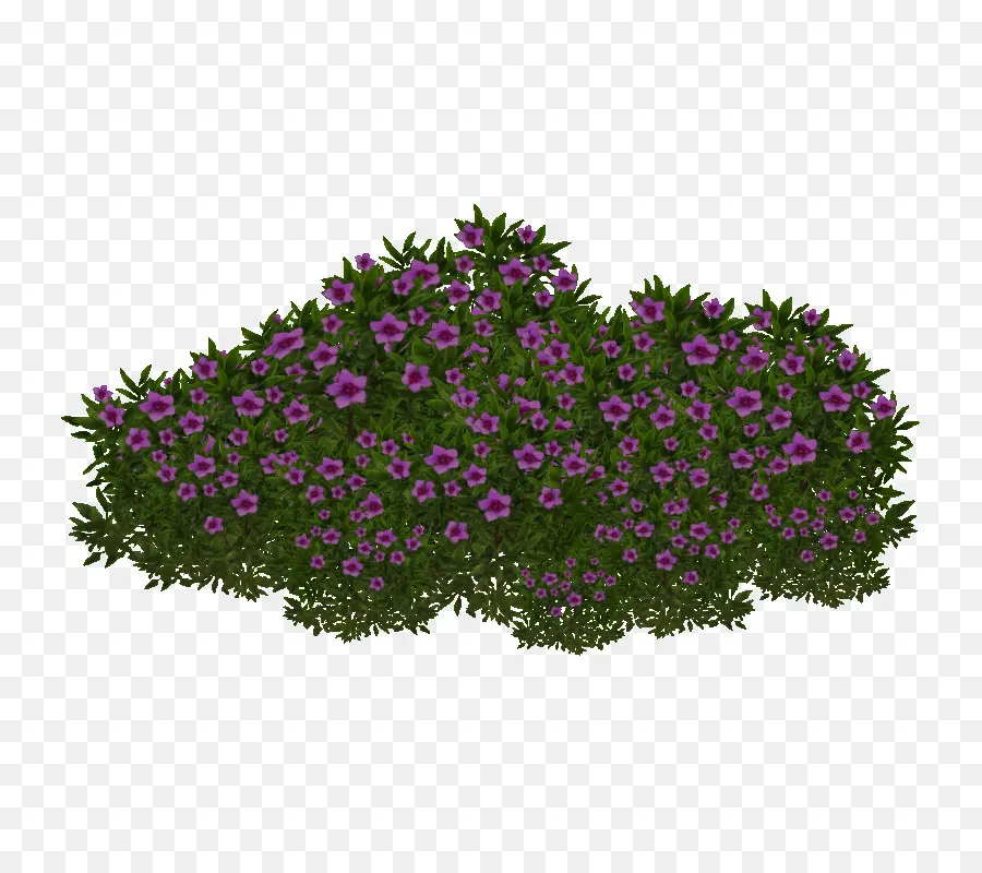 Saxifraga Oppositifolia，Planta PNG