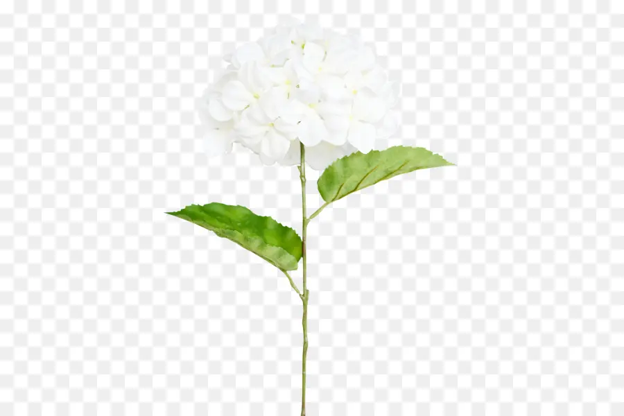 Hortênsia，Flor PNG