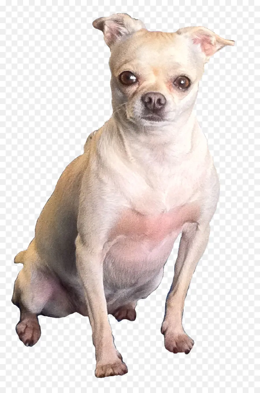 Chihuahua，Cachorro PNG